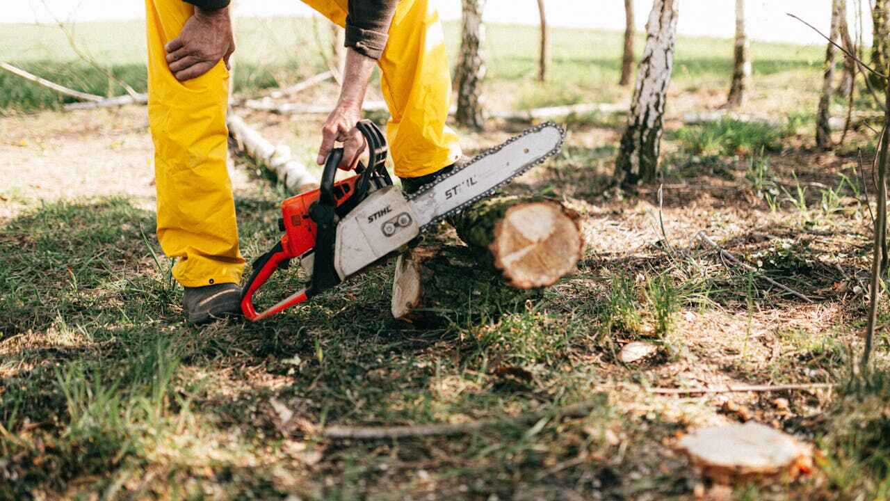 The Steps Involved in Our Tree Care Process in Allen, TX